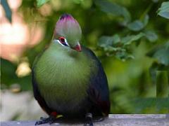 149 BIO PARC DE DOUE LA FONTAINE 4- 2016_000033